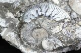 Wide Kosmoceras Ammonite Cluster - England #30774-4